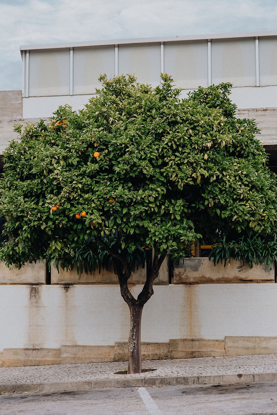 Oranges on the tree, Lagos, Portugal, fruit, algarve, plant, growth, HD wallpaper