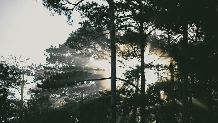Photo of Tress at Sunrise, branches, conifers, dawn, daylight HD wallpaper