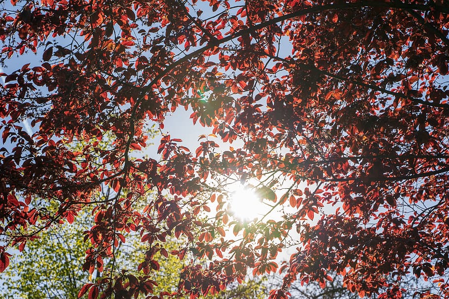 sun, sunlight, tree, nature, sky, sunrise, landscape, sunset HD wallpaper