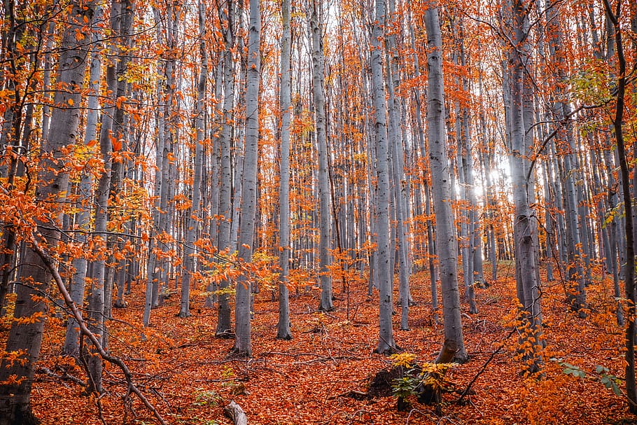 Trees in Autumn Forest, bright, daylight, environment, fall foliage HD wallpaper