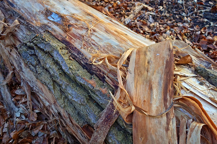 bark, peeling, shredded, log, wood, tree, surface, organic HD wallpaper