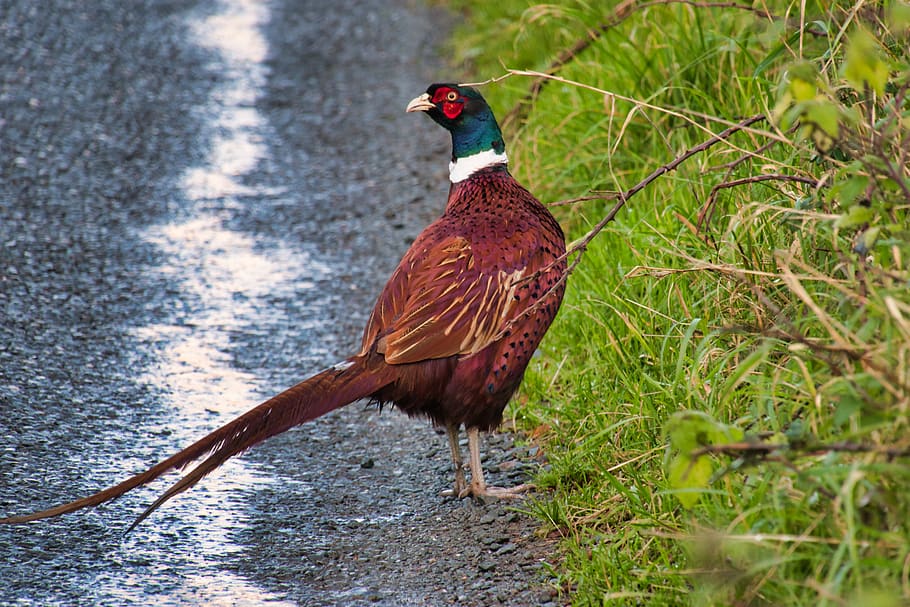 pheasant, road, bird, grass, poultry, animal world, bill, feather HD wallpaper