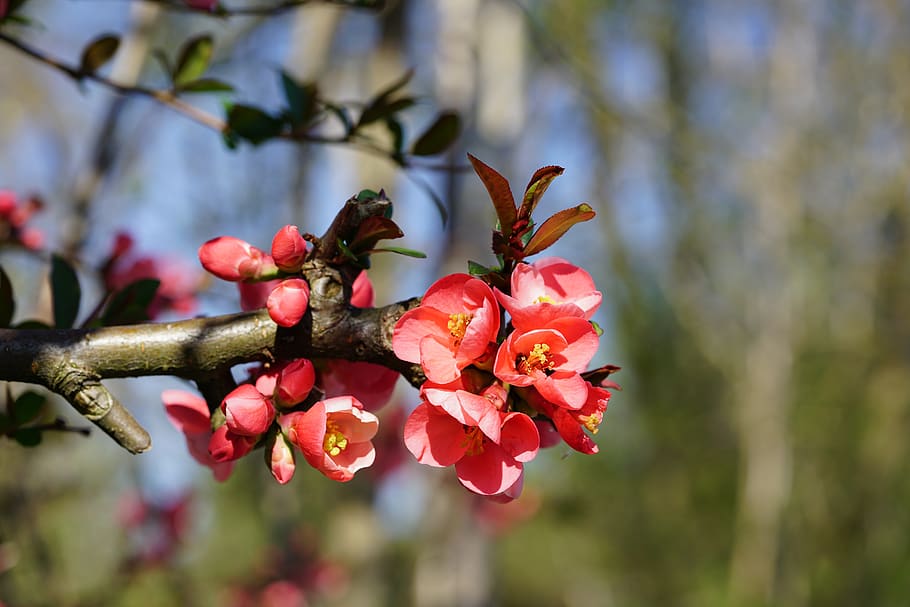 bill quince, flowers, red, orange, red orange, ornamental quince, HD wallpaper