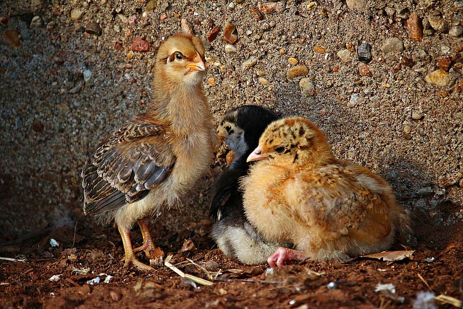 bird, chicks, easter, animal, chicken, hahn, cute, spring, nature HD wallpaper