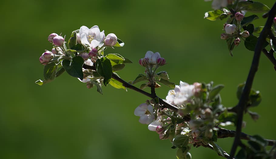 blossom, bloom, white, red, pink, green, spring, nature, plant HD wallpaper