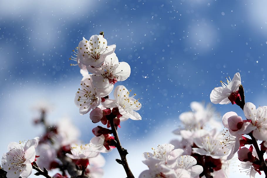 flowers, white, spring, tree, nature, plants, bloom, petals HD wallpaper