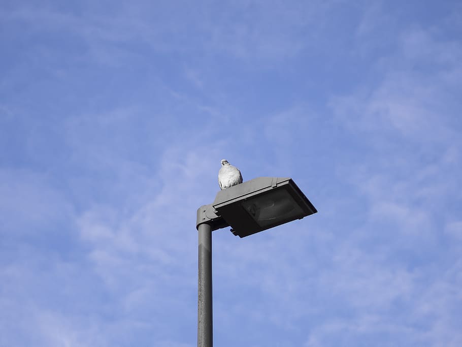 bird on light post, vertebrate, low angle view, one animal, animal themes HD wallpaper