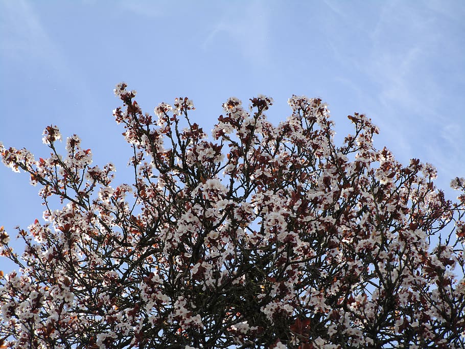 cherry blossoms, sakura, tree, flowers, plant, sky, flowering plant HD wallpaper