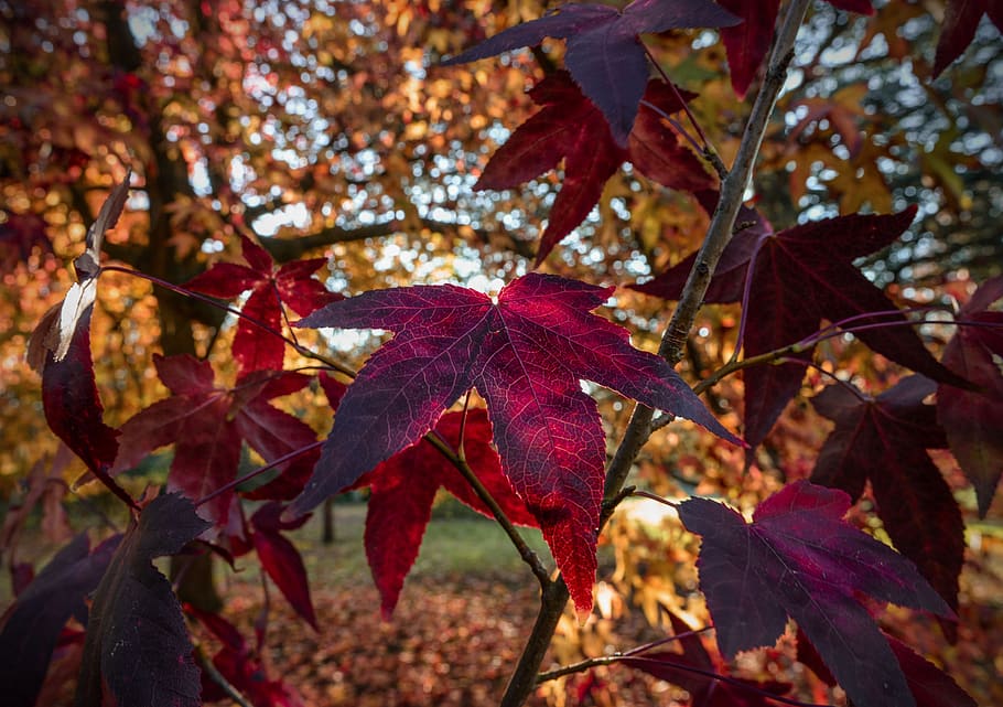 red maple, tree, autumn, leaves, leaf, colorful, nature, fall HD wallpaper