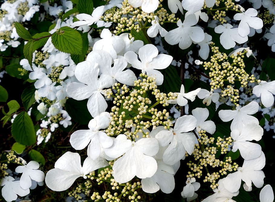 hydrangea, white, white flowers, hydrangea flower, ornamental shrub HD wallpaper