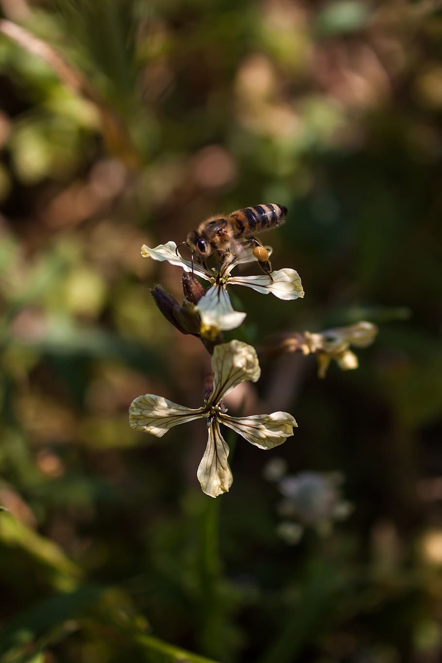 greece, alimos, pani hill, macrophotography, flower, plant, HD wallpaper