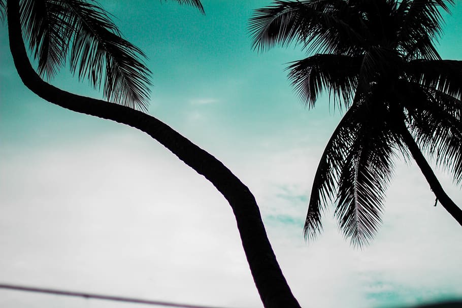 trees, palm trees, beach, island, tropical climate, plant, sky HD wallpaper