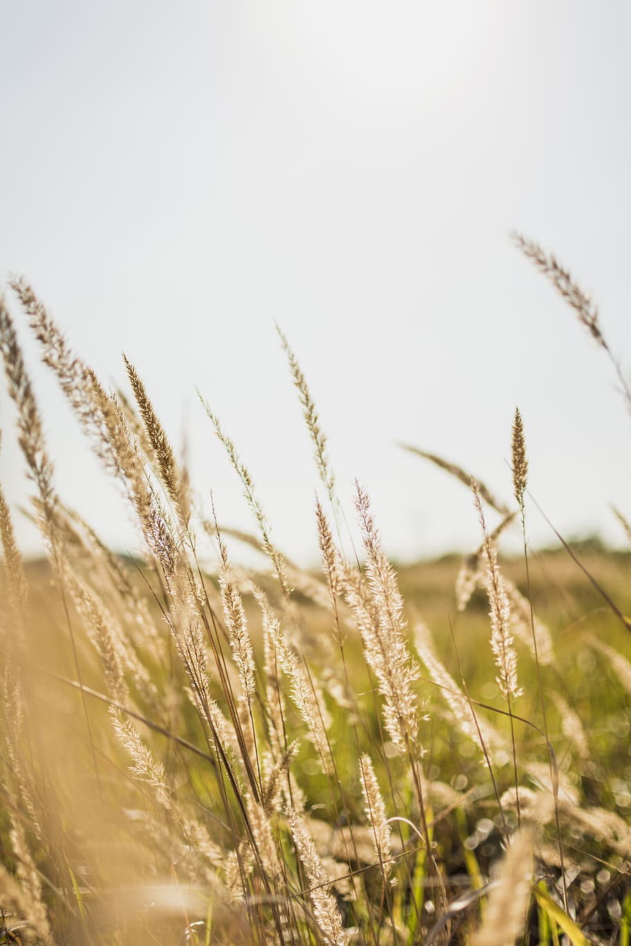 brown plant, food, produce, grain, vegetable, south korea, daebudo HD wallpaper