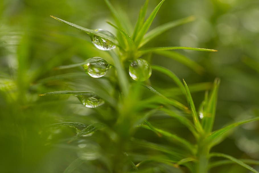 nature, moss, green, forest, macro, drip, dew, color, plant HD wallpaper