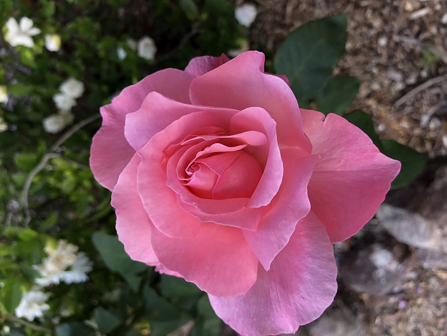 roses, pink, iphone, petal, flower, flowering plant, beauty in nature HD wallpaper