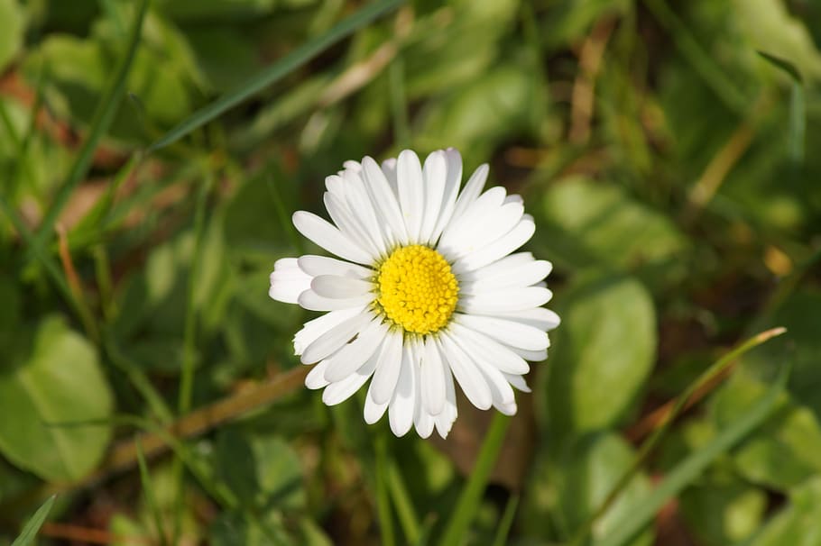 daisy, flower, spring, summer, white, yellow, plant, nature HD wallpaper