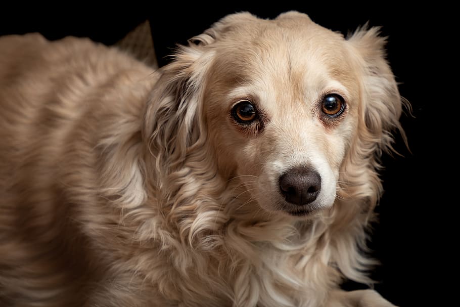 long-coated beige dog, one animal, canine, animal themes, domestic HD wallpaper