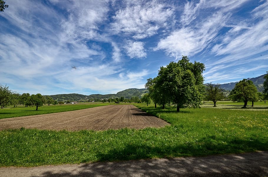 field, meadow, trees, sky, landscape, clouds, scenic, horizon HD wallpaper