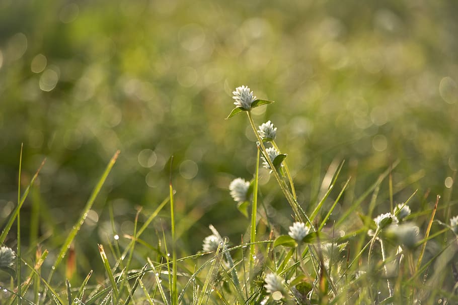 bokeh, backyard, wildflowers, grass, plants, lawn, green, soft HD wallpaper