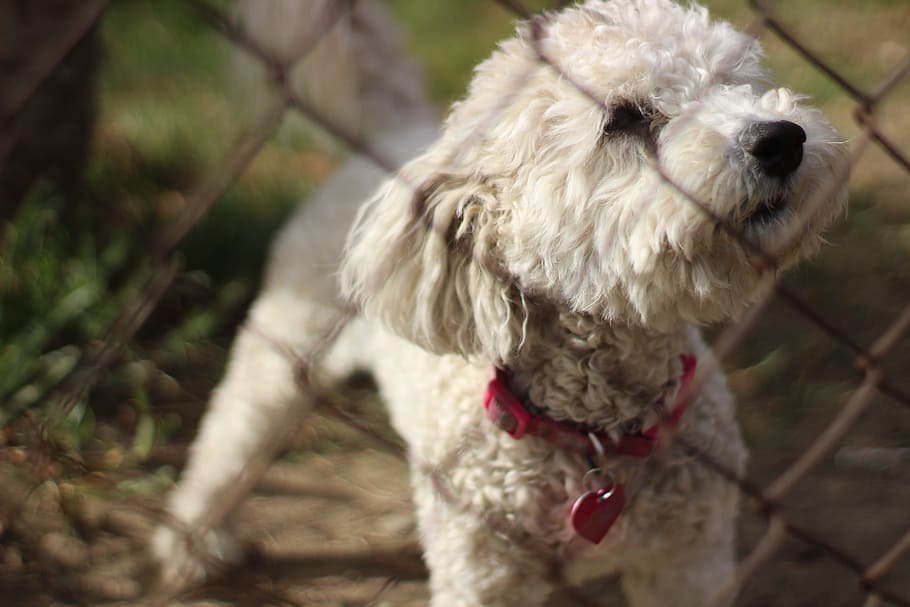 Selective Focus Photo of Adult White Toy Poodle in Front of Chain Link Fence, HD wallpaper