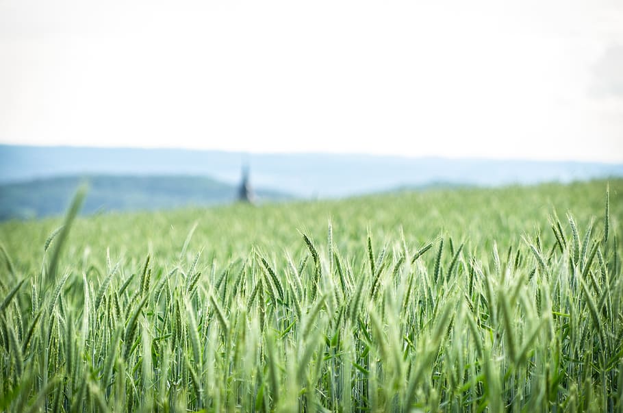 Green Grass, landscape, field, plant, agriculture, environment HD wallpaper