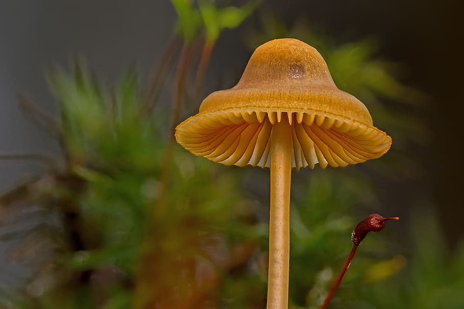 mushroom, lamellar, mushroom hat, forest mushroom, disc fungus, HD wallpaper