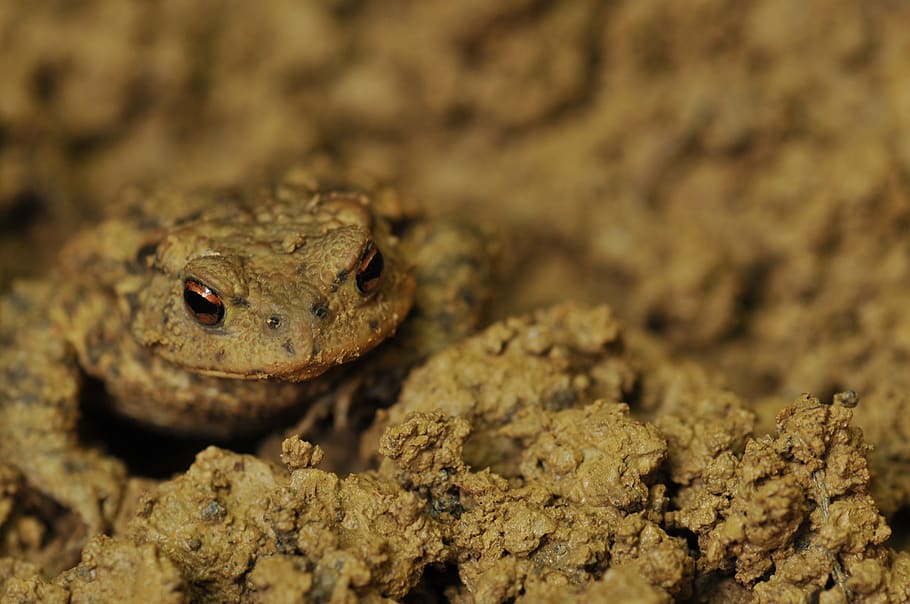 mud, toad, brown, wet, one animal, animal themes, animal wildlife HD wallpaper