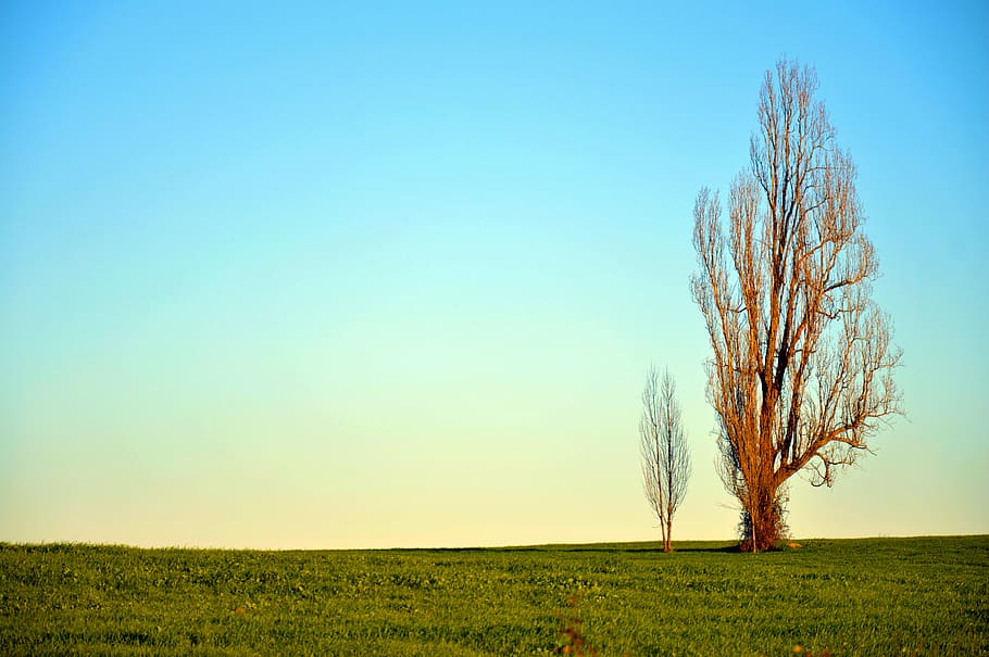 chile, trees, landscape, sky, plant, field, tranquil scene HD wallpaper