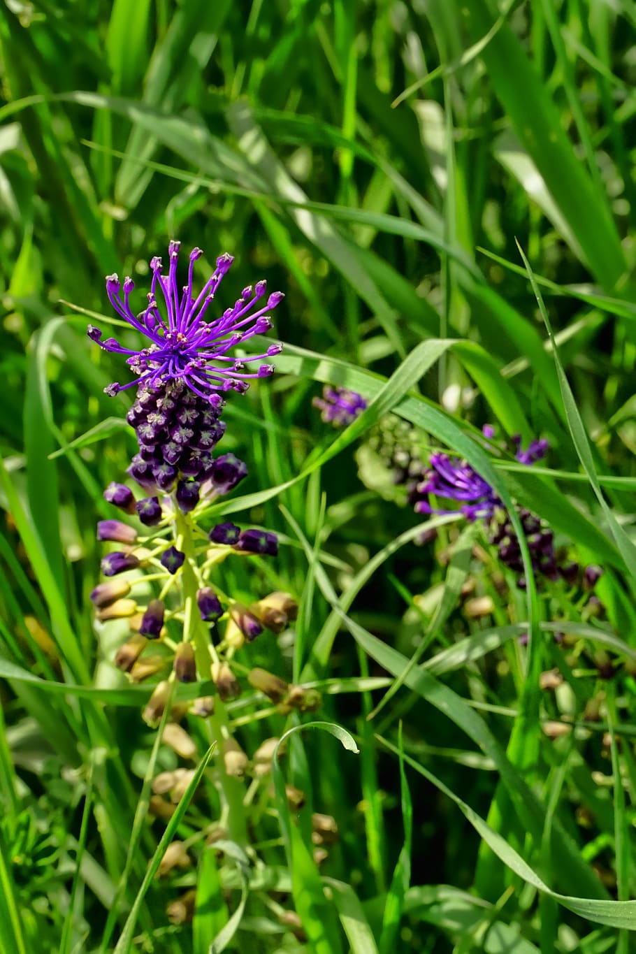 nature, grass, unknown flower, violet, incomplete, plant, flowering plant HD wallpaper