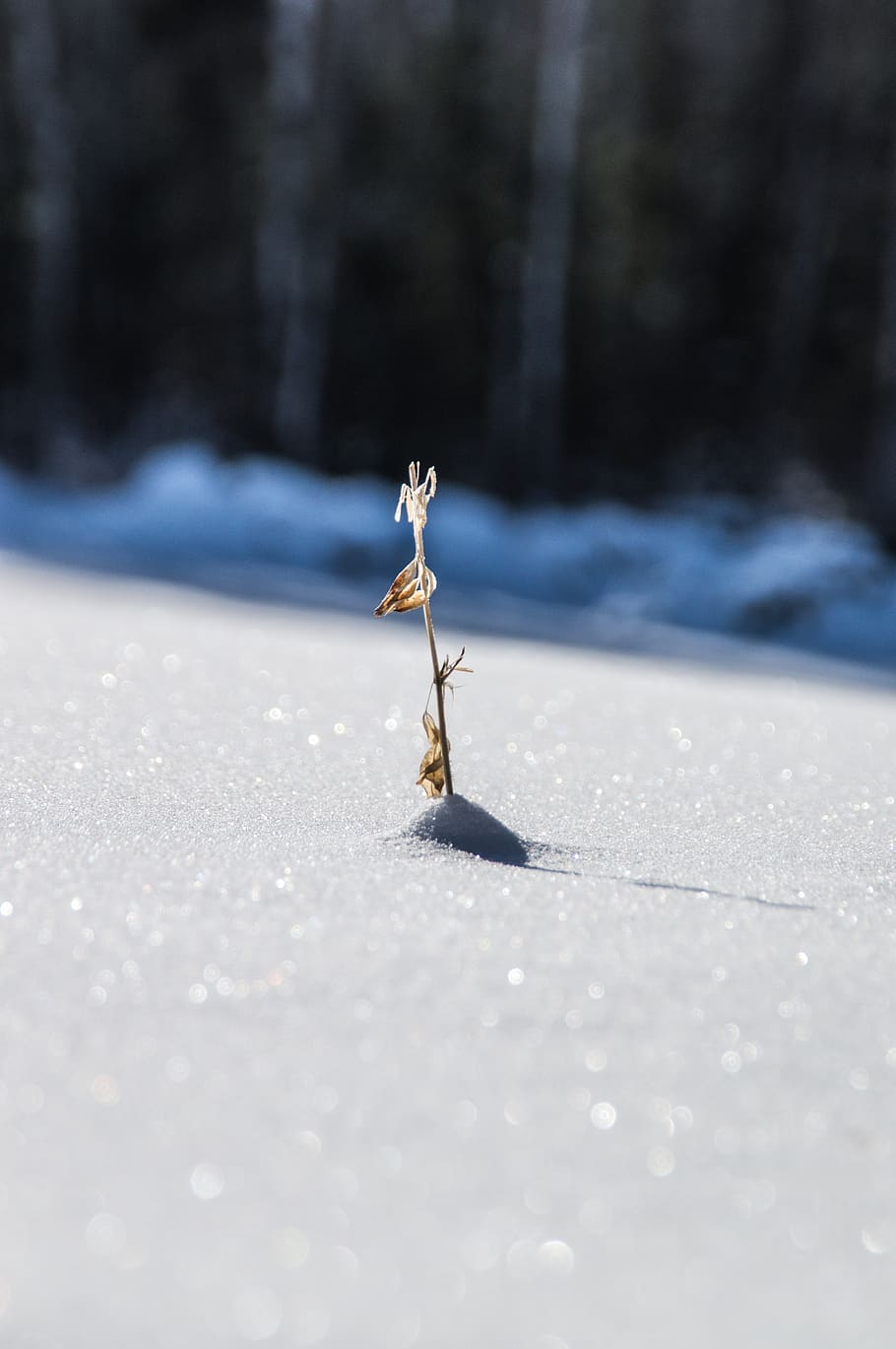 canada, mont-laurier, snow, cold temperature, nature, selective focus HD wallpaper