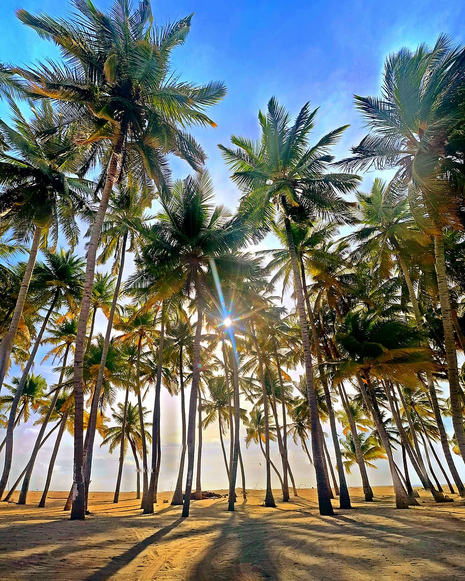 sunset, palm tree, forest, tropical climate, plant, nature HD wallpaper