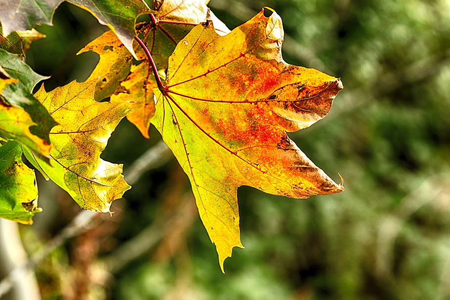 leaf, autumn, fall, leaves, colourful, plant part, change, nature HD wallpaper