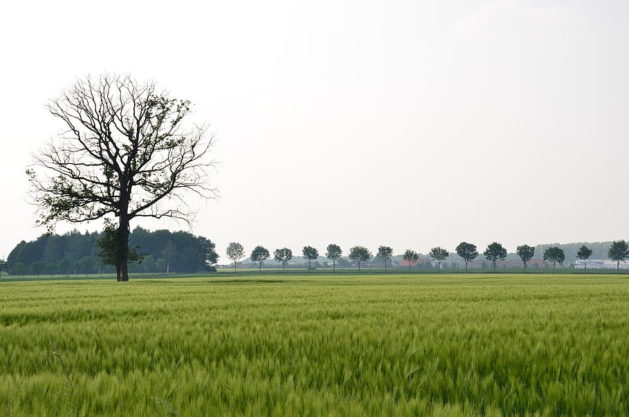 germany, dülmen, landscape, plant, field, tree, agriculture HD wallpaper
