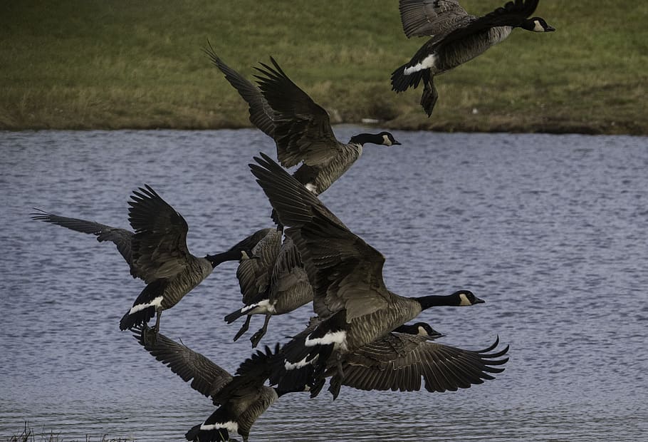 united states, madison, flying, birds, geese, canadian geese, HD wallpaper