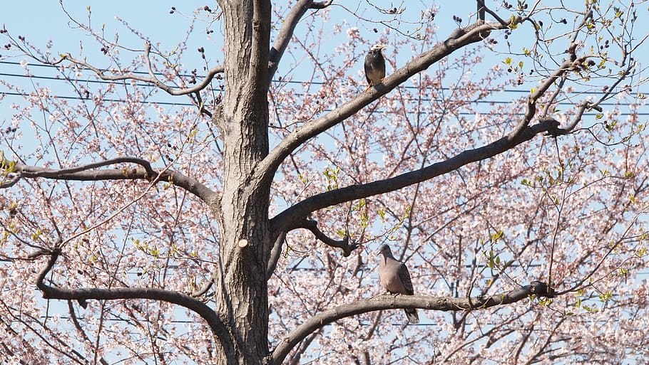 dove, pigeons, the turtle, turtledove, starlings, cherry blossoms, HD wallpaper