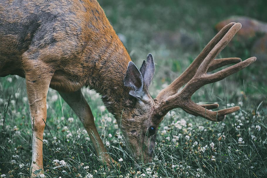 buck eating grass, animal, wildlife, deer, antler, mammal, feed HD wallpaper