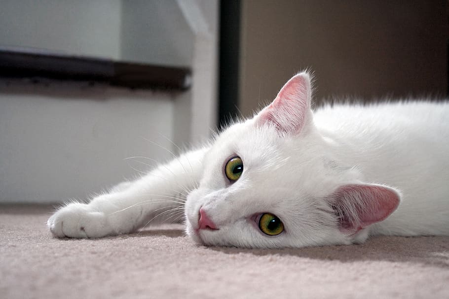 canada, hamilton, dundas, profile, green eyes, cat, white cat HD wallpaper