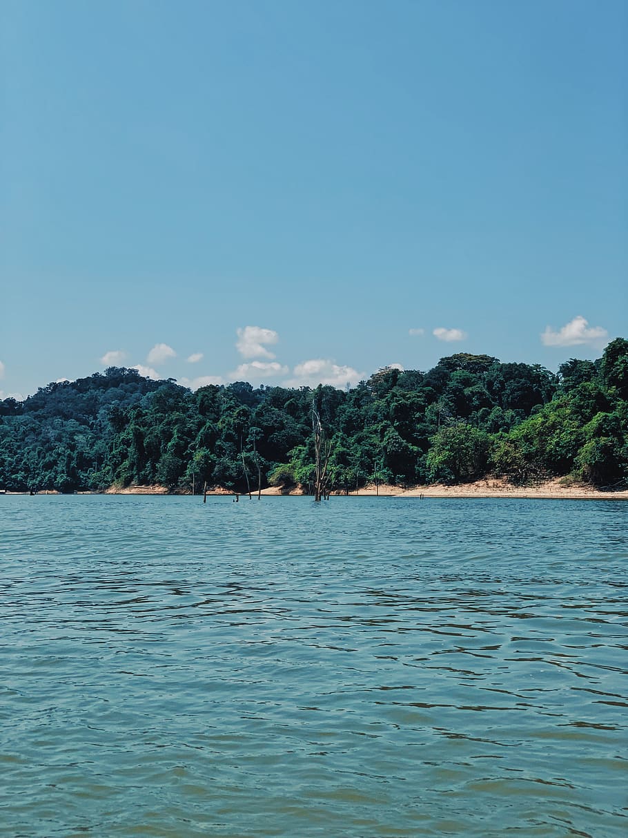 trees on shore during daytime, nature, land, outdoors, water HD wallpaper