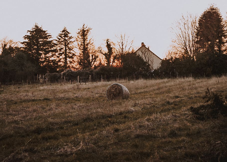 brown and white painted barn, plant, tree, land, field, sky, landscape HD wallpaper