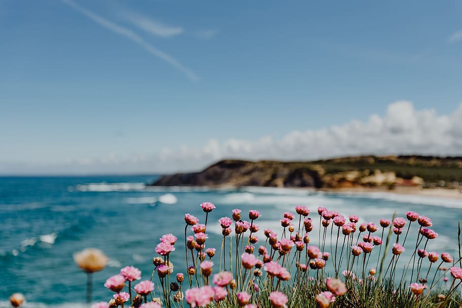 Cluster of Pink Flowers Growing at the Ocean's Edge, Portugal, HD wallpaper