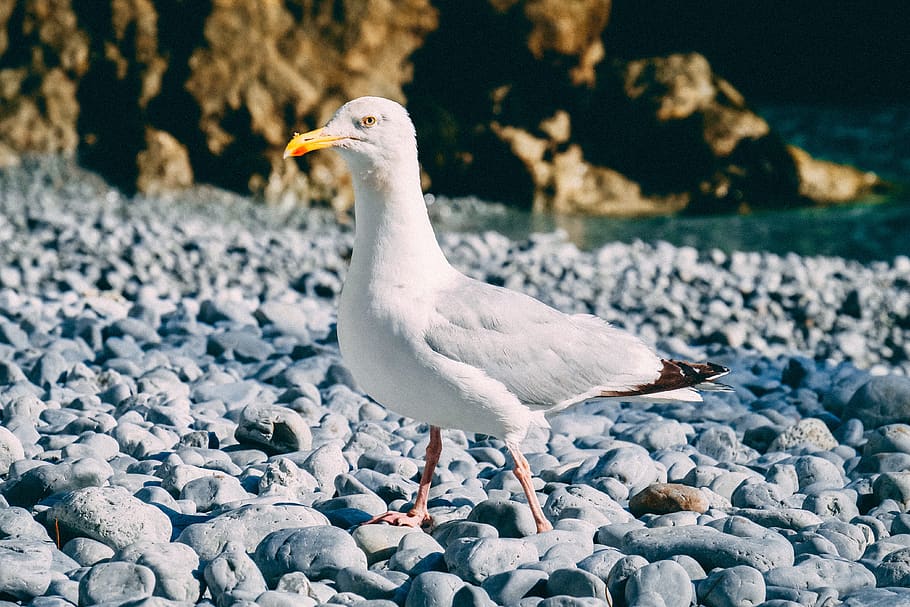 white seagull standing on gray rocks, bird, animal, booby, albatross
