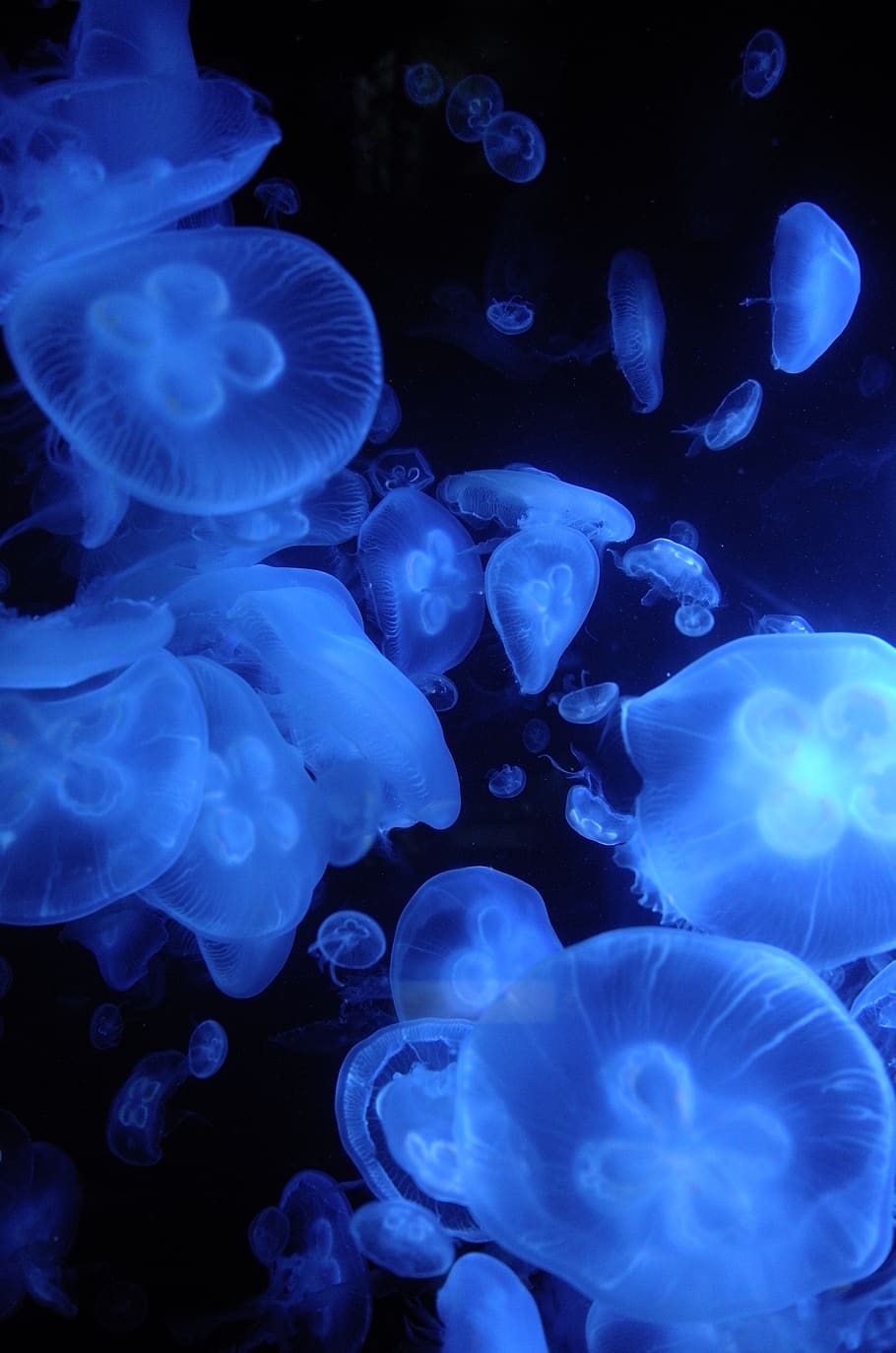 Online crop | HD wallpaper: white jelly fish 3D wallpaper, animals in ...