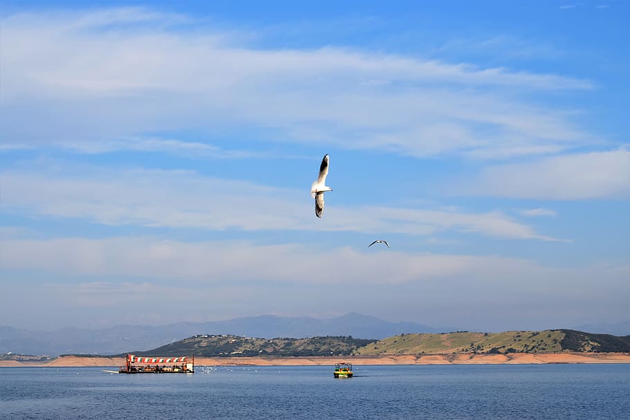 bird, sky, river, water, cloud - sky, flying, waterfront, mountain HD wallpaper