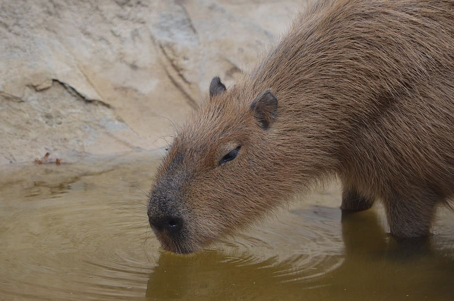 capybara, rodent, animal, mammal, nature, wild, herbivores, HD wallpaper