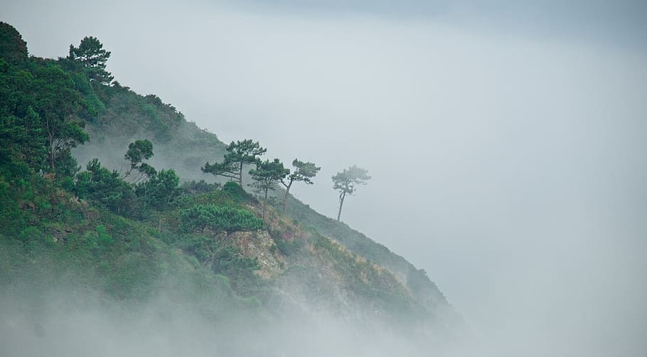 green leaf tree, nature, weather, outdoors, fog, mist, mountain HD wallpaper