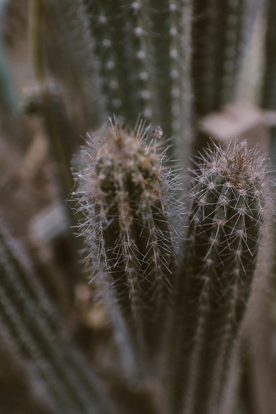 Green Cactus, blur, cactus plant, cactuses, close-up, color, depth of field HD wallpaper