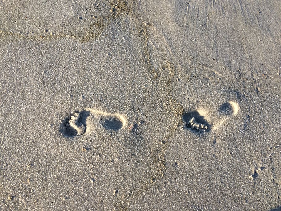 sand, footprint, outdoors, nature, beach, bird, animal, foot prints