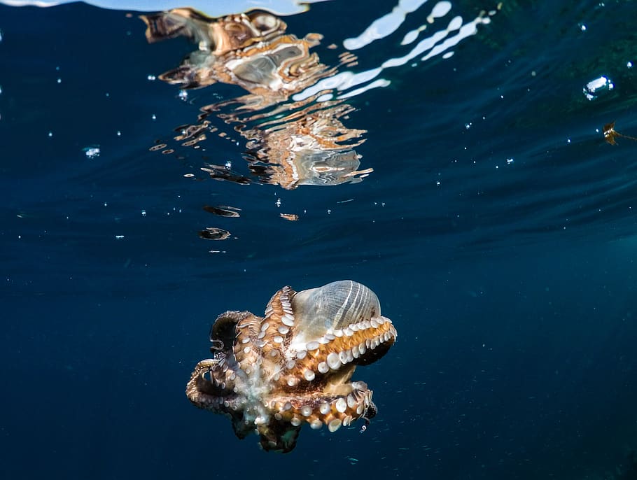 brown octopus on water, sea, animal wildlife, underwater, animals in the wild HD wallpaper