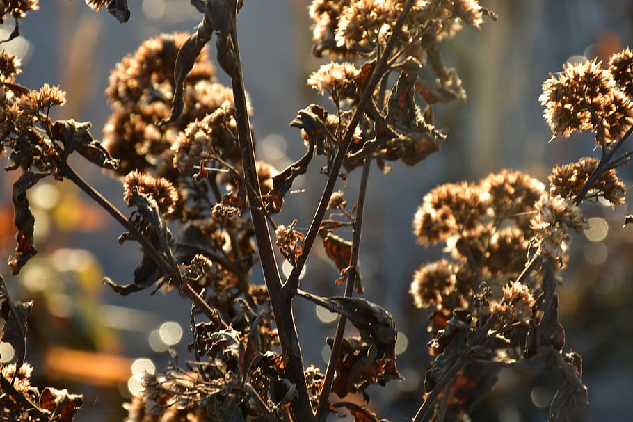 plant, close-up, growth, selective focus, focus on foreground HD wallpaper