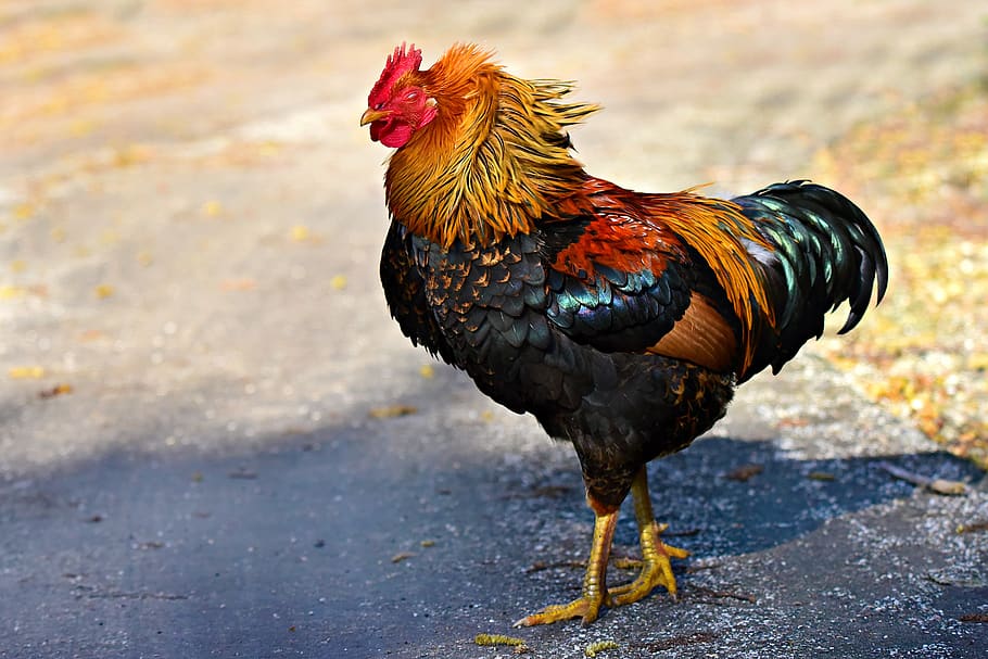 rooster, chicken, bird, animal, domestic, cockscomb, wattle, HD wallpaper
